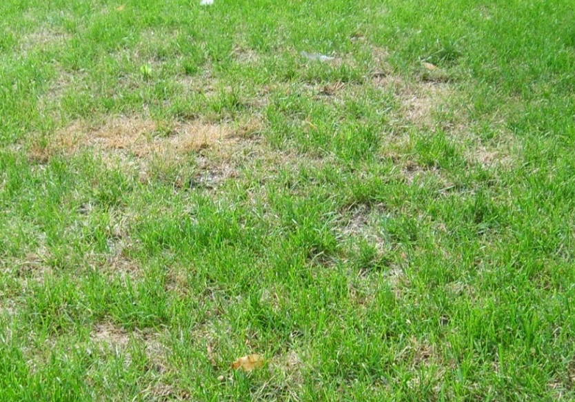Tijdelijke sluiting natuurgrasvelden